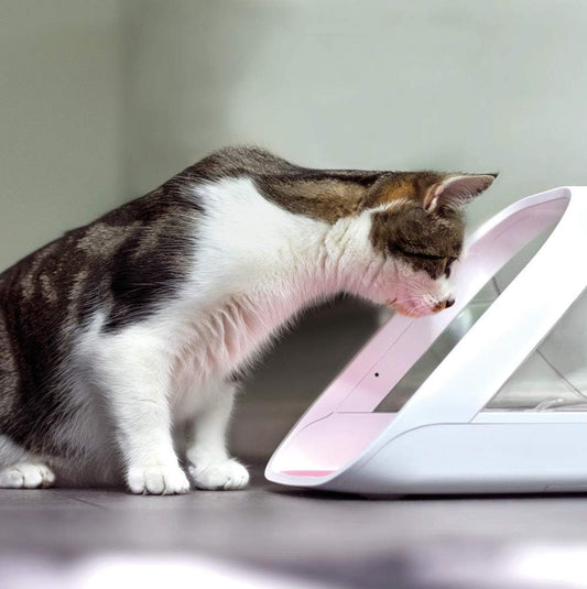 Sure PetCare | Distributeur de Nourriture Connect à Puce électronique SureFeed, Compatible avec Les médaillons d'identification par radiofréquence, contrôle par Application Mobile, Blanc