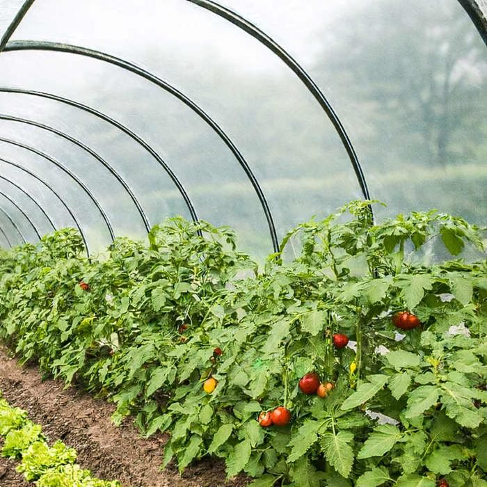 TECPLAST Bâche Serre 6x14 m 200SE - Film plastique transparent pour serre de jardin - Haute Performance - Made in France